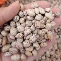 لوبیا چیتی خمین 