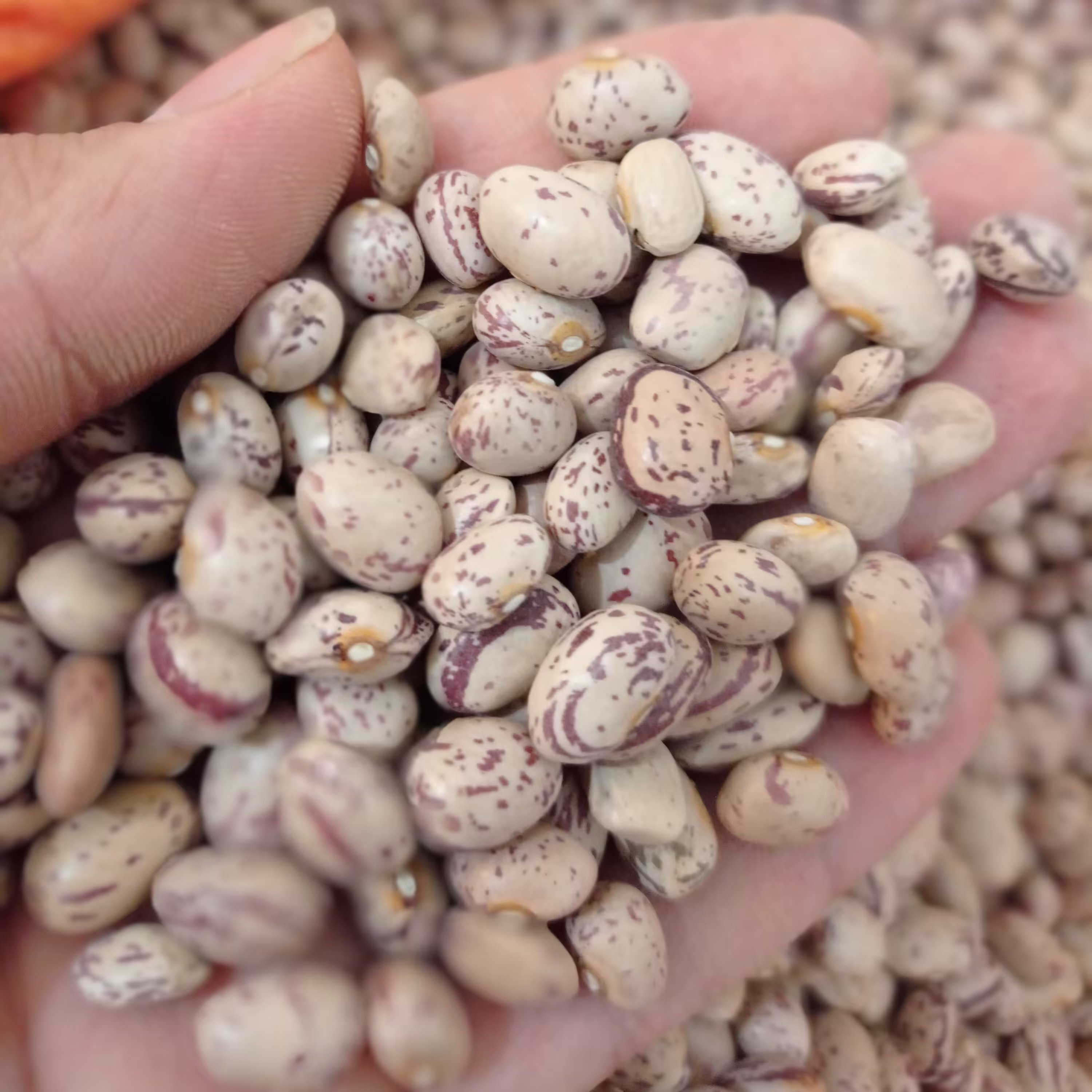 لوبیا چیتی خمین 