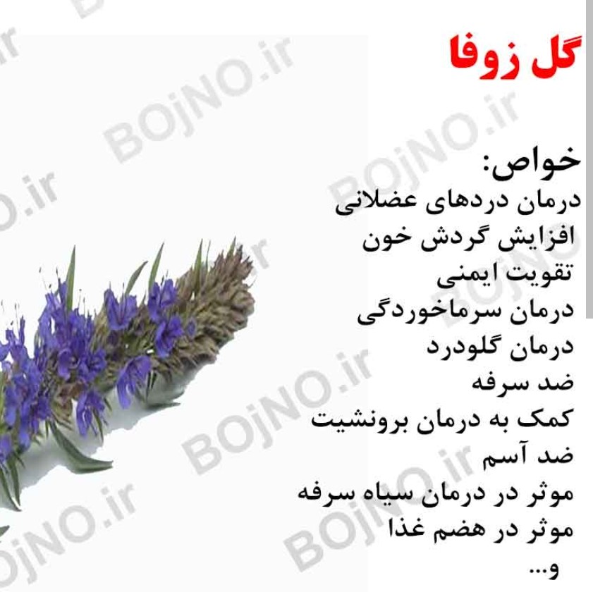 دمنوش گل زوفا درجه یک عطاری کوچه باغ 50 گرم بهبود سرفه و عفونت ریه