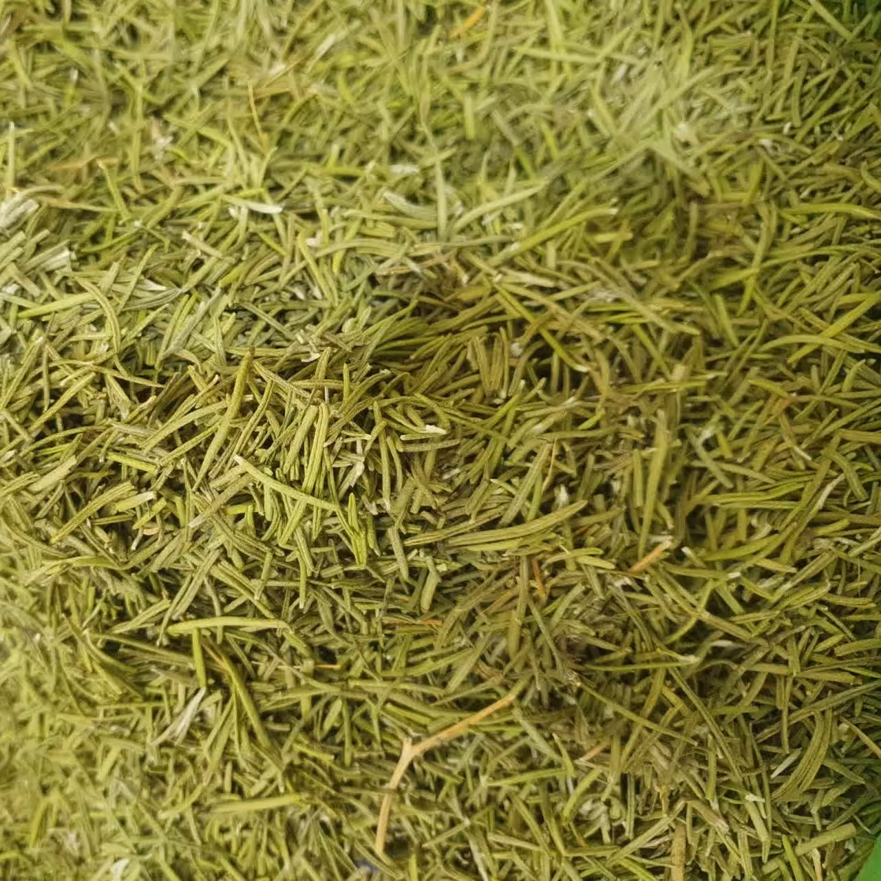 اکلیل کوهی رزماری 200 گرم  مناسب رمانیسم ، سرماخوردگی