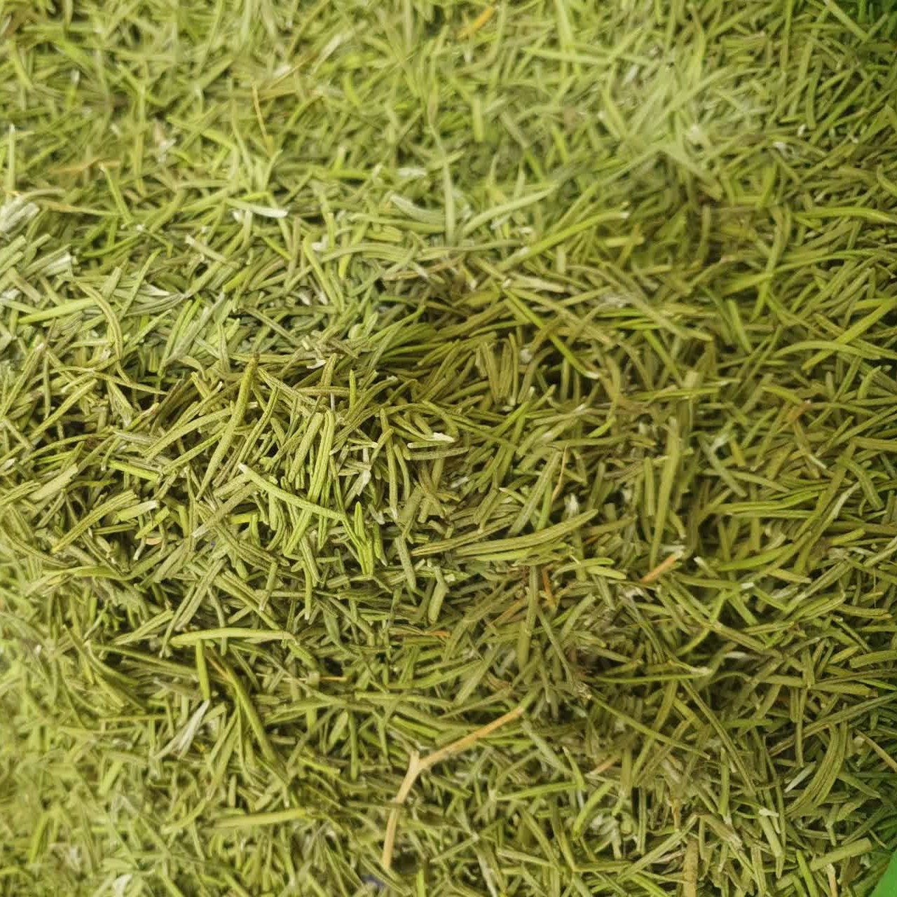 اکلیل کوهی رزماری 200 گرم مناسب رمانیسم ، سرماخوردگی