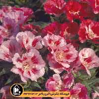 بذر گل ریحانی (گودتیا)