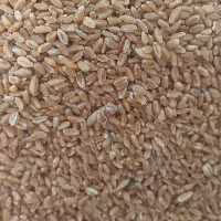 گندم نان.به شرط پخت.بدون افت.فوق العاده باکیفیت.