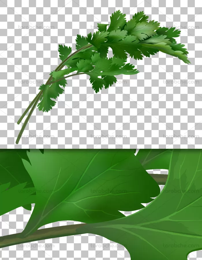 عکس با کیفیت دوربری شده سبزی گشنیز PNG - گرافیک با طعم تربچه