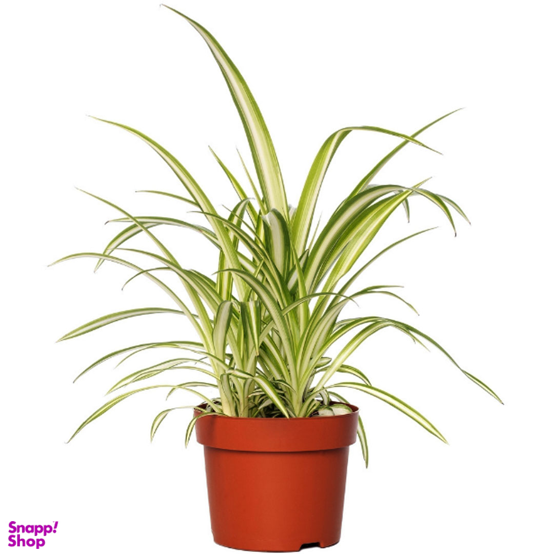 گلدان گیاه گندمی