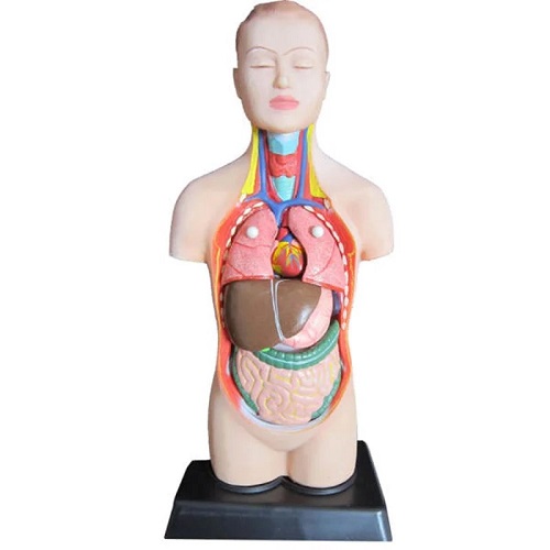 مولاژ مینی نیم تنه