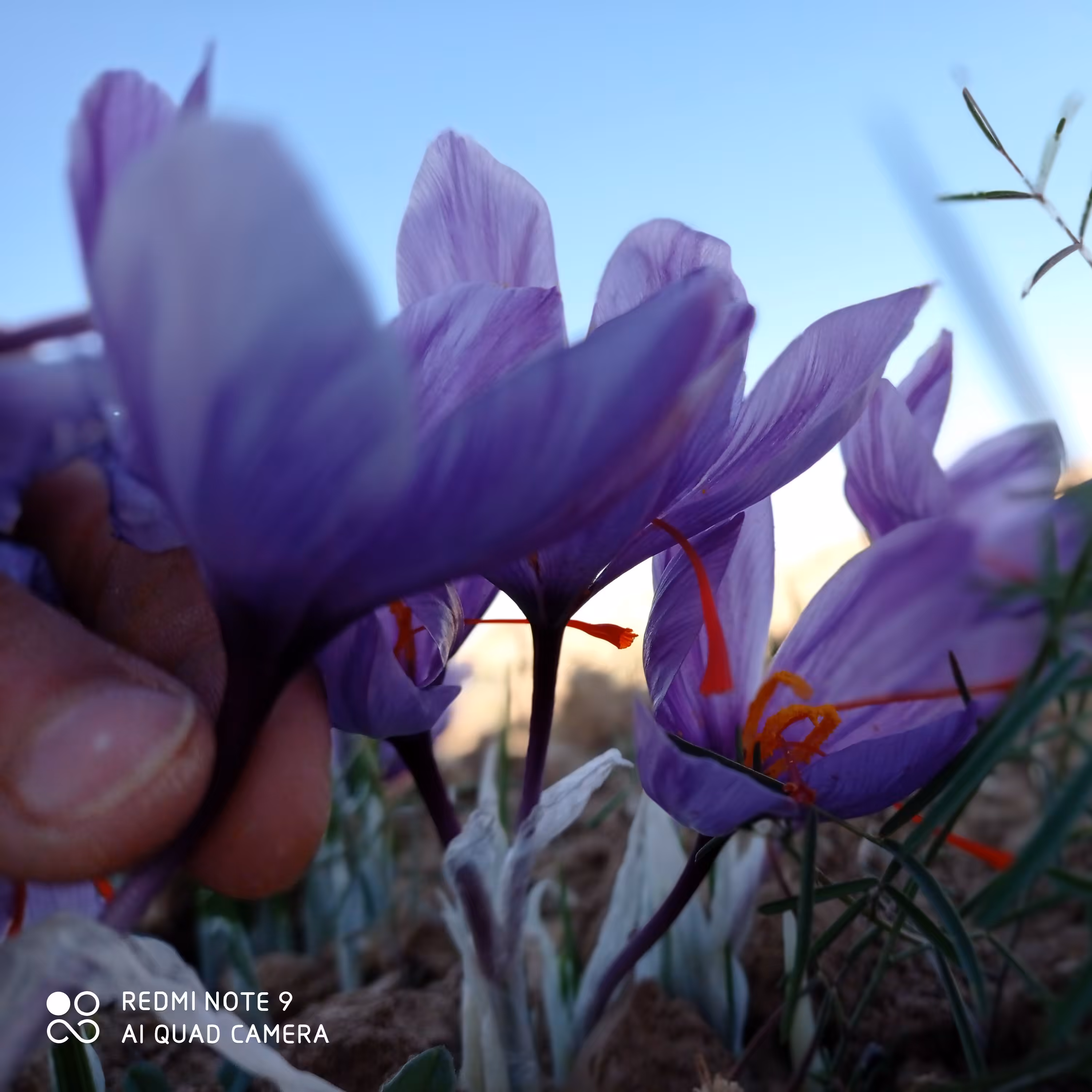 زعفران پوشال خواص زعفرانیه