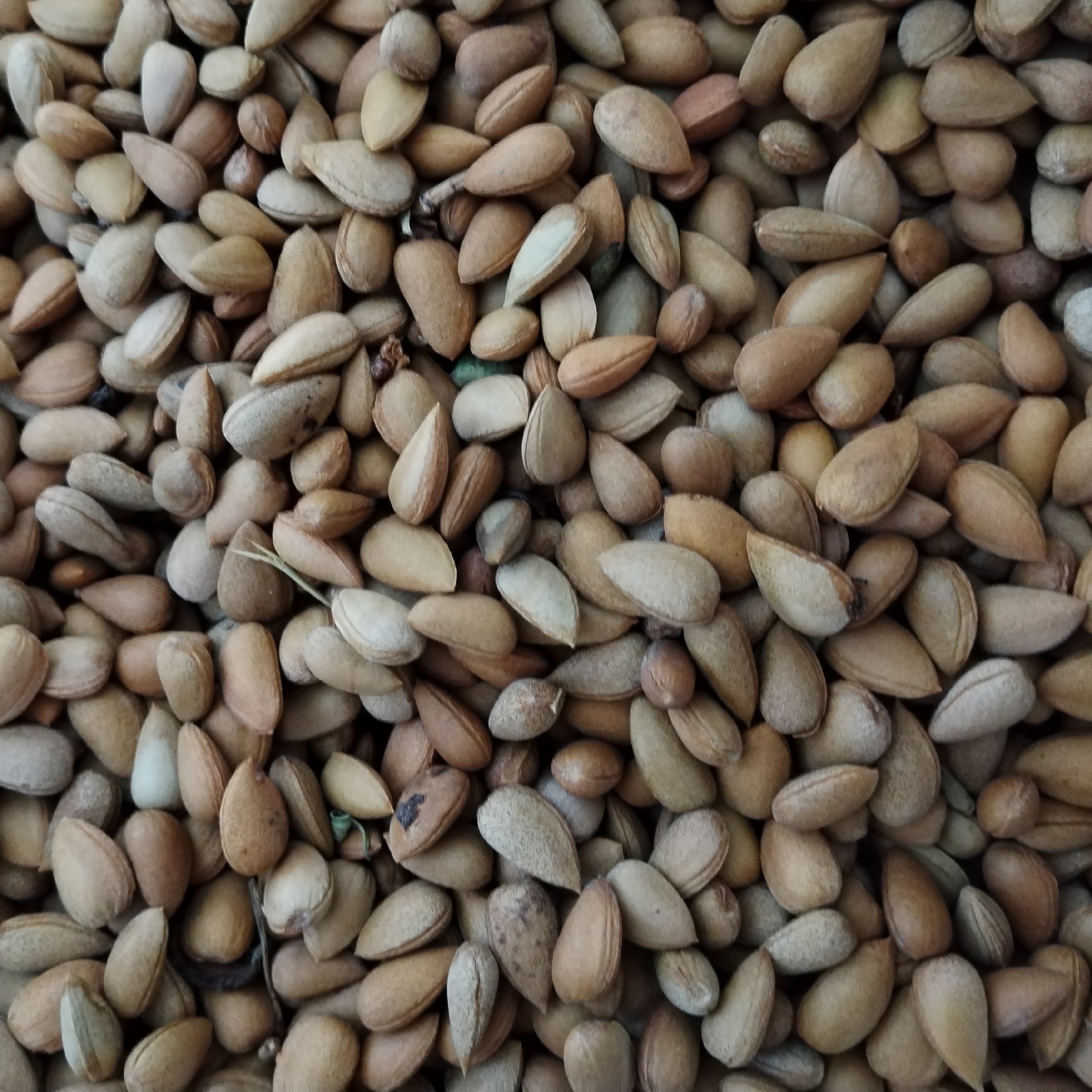 بادام سنگی کوهی (الوک) اماده ارسال به همه جا خوشمزه
