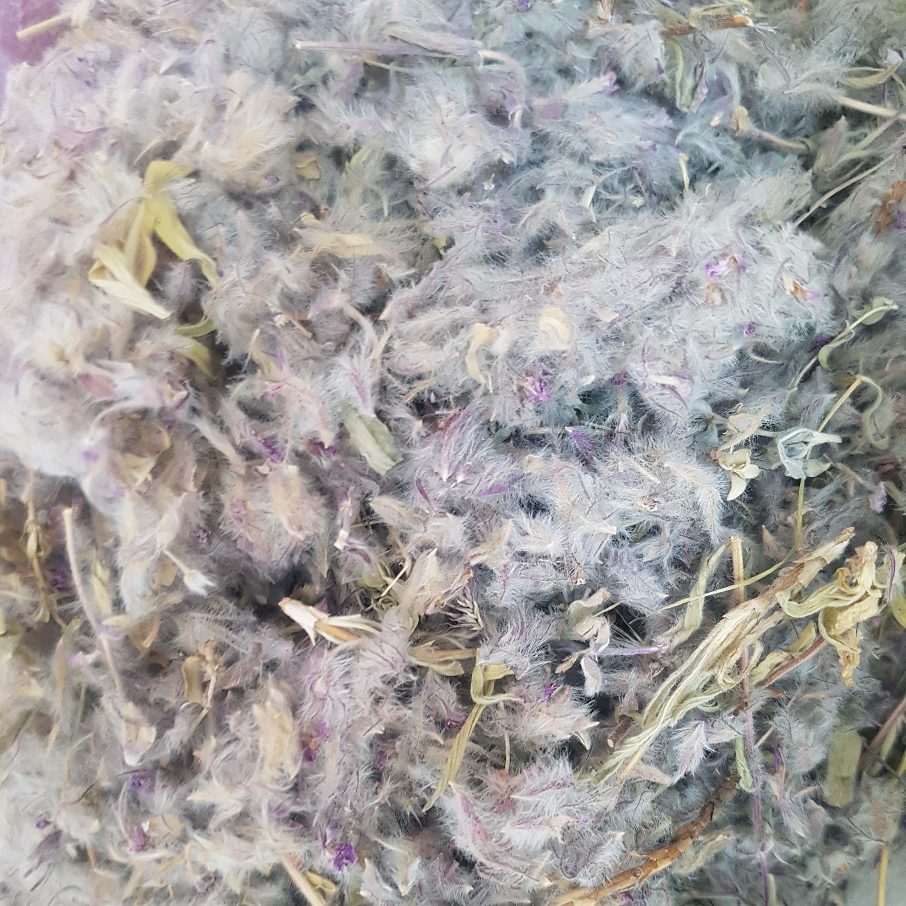 چای کوهی در بسته 100 گرمی