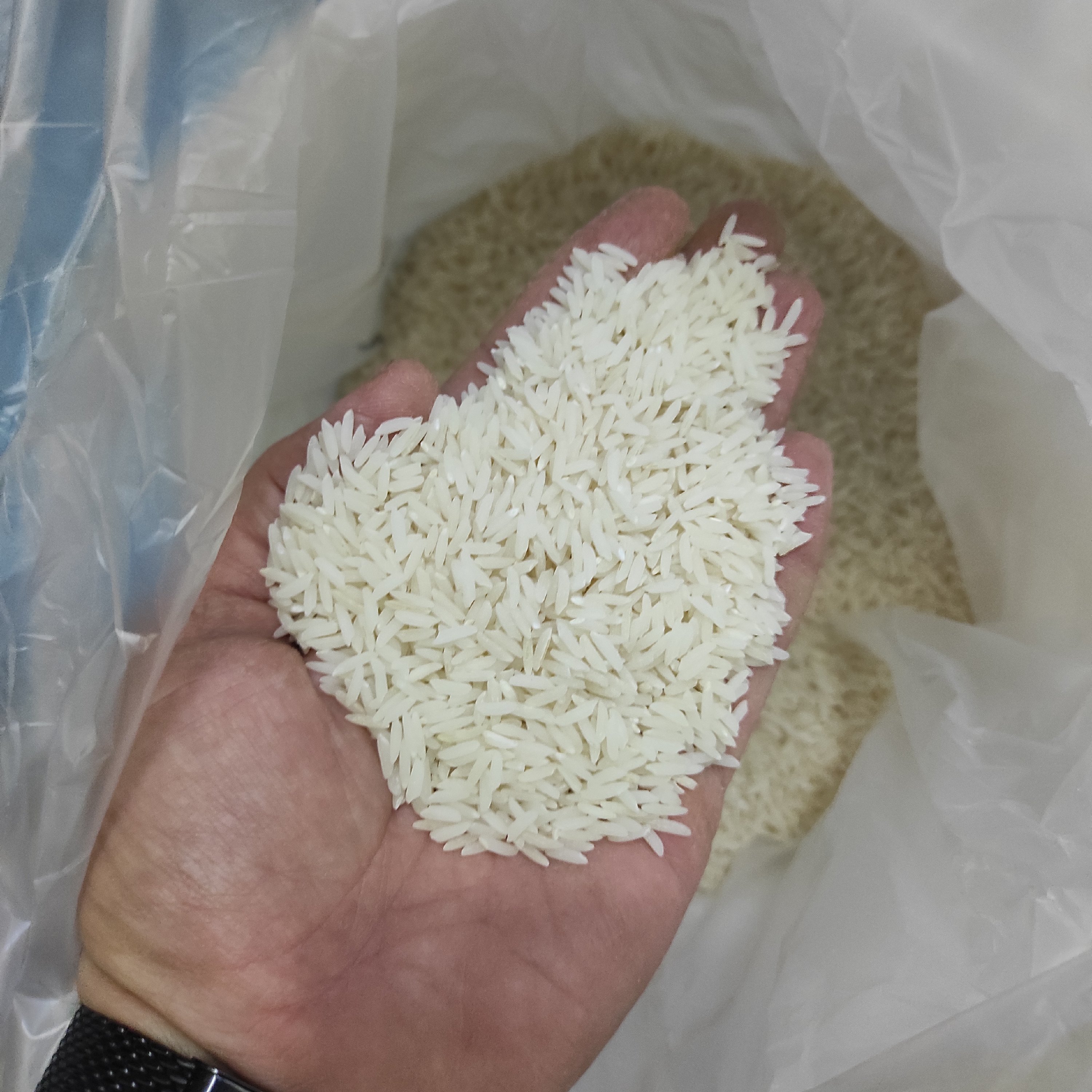برنج طارم محلی فریدونکنار