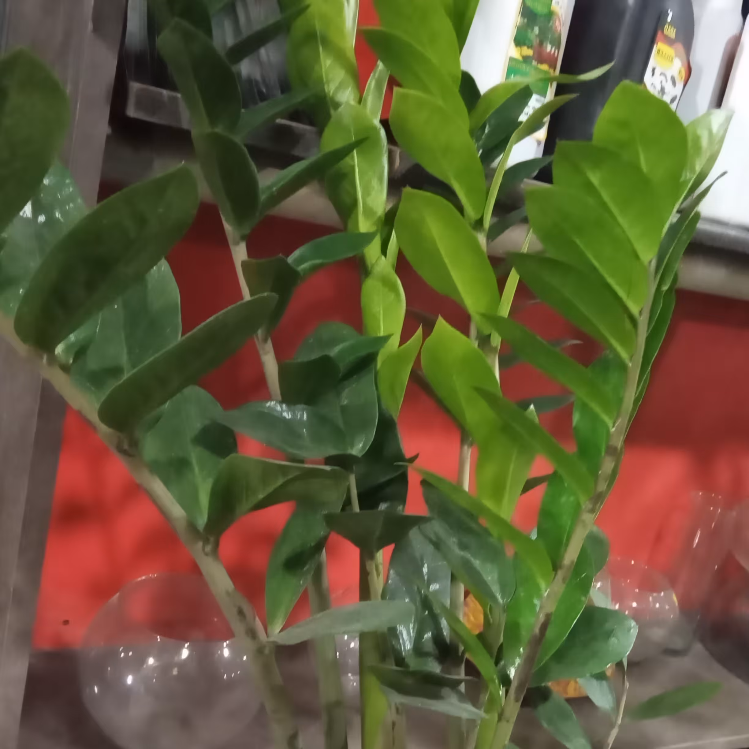 گل و گیاه زامفولیا سبز پر پاجوش