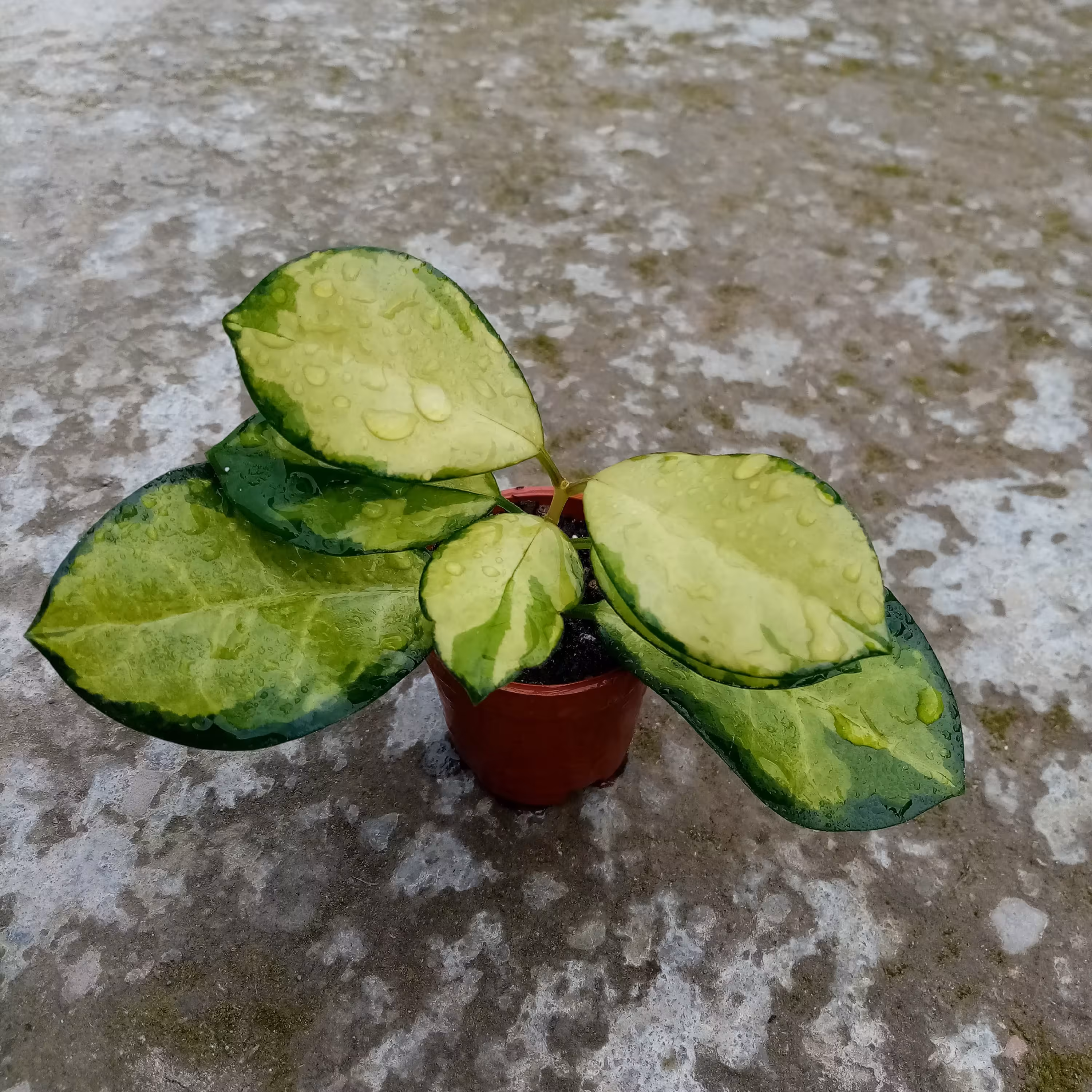 گل هویا لیزا ابلق گلدان 6 سانتی متری کد HL001 (ارسال بصورت پس کرایه) 