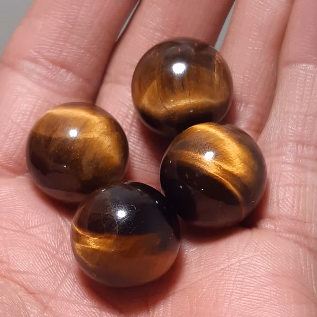 گوی چشم ببر