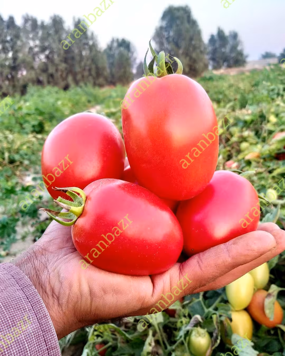 بذر گوجه فرنگی 0406