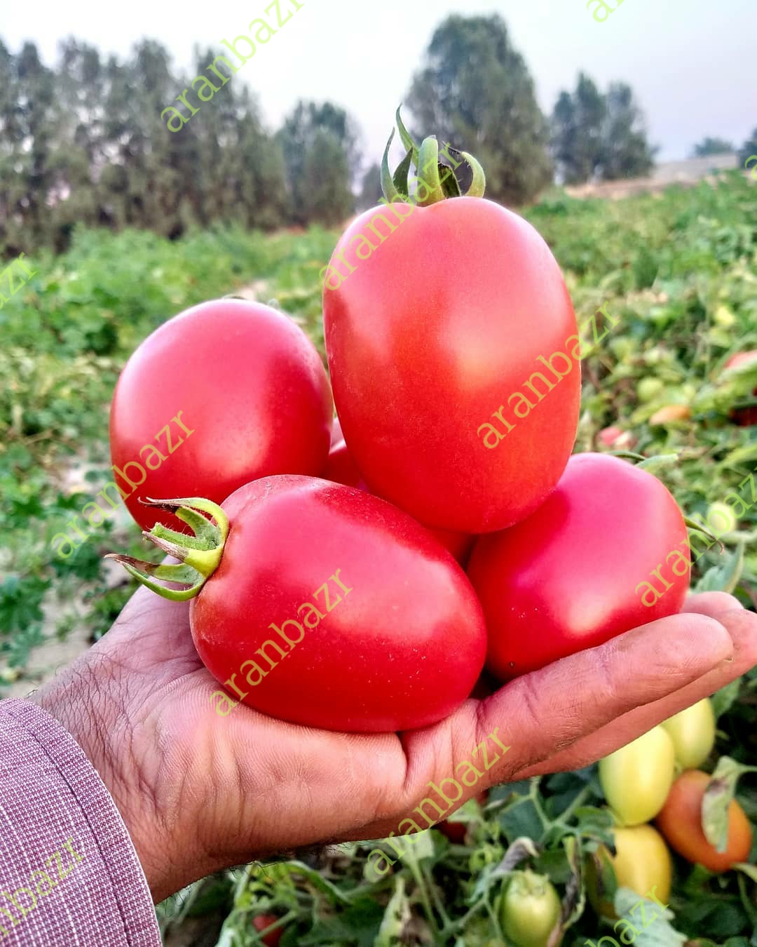 بذر گوجه فرنگی 0406