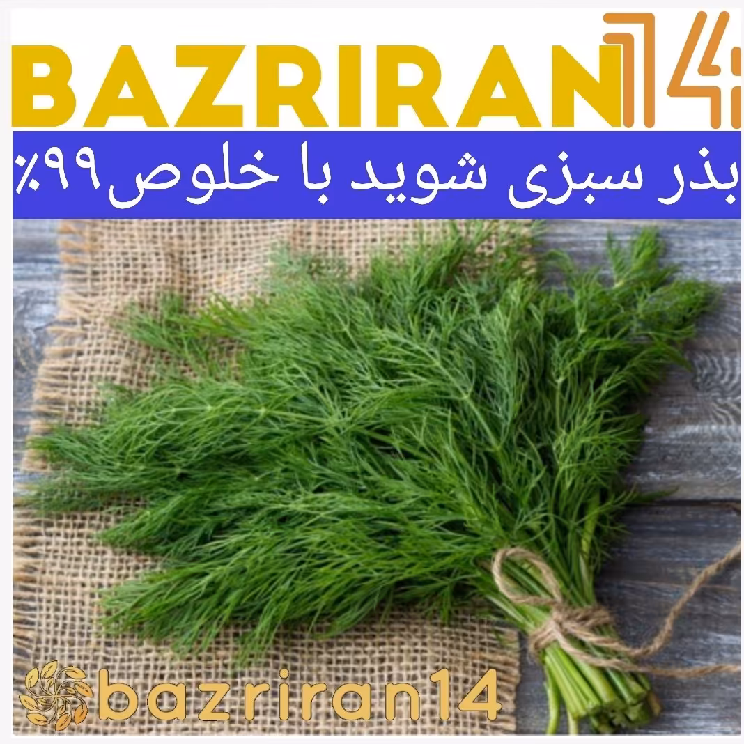 بذر سبزی شوید ( شبنت ) باکیفیت و خلوص 99درصد