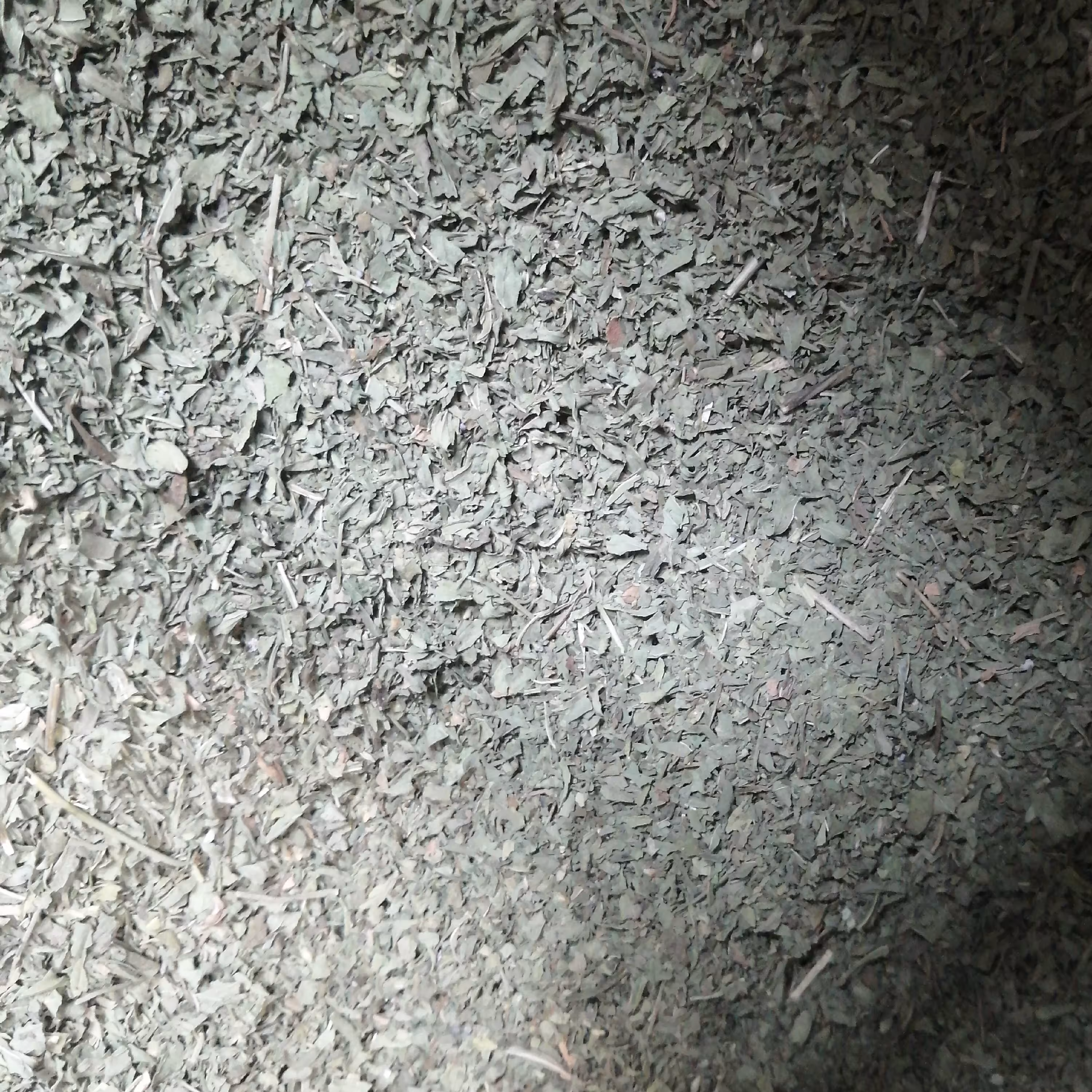 نعناع یک کیلو