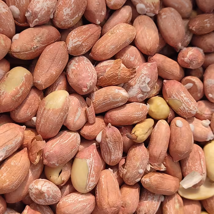 مغز بادام زمینی شور شده اعلاء آستانه اشرفیه دانه درشت خوش خوراک 