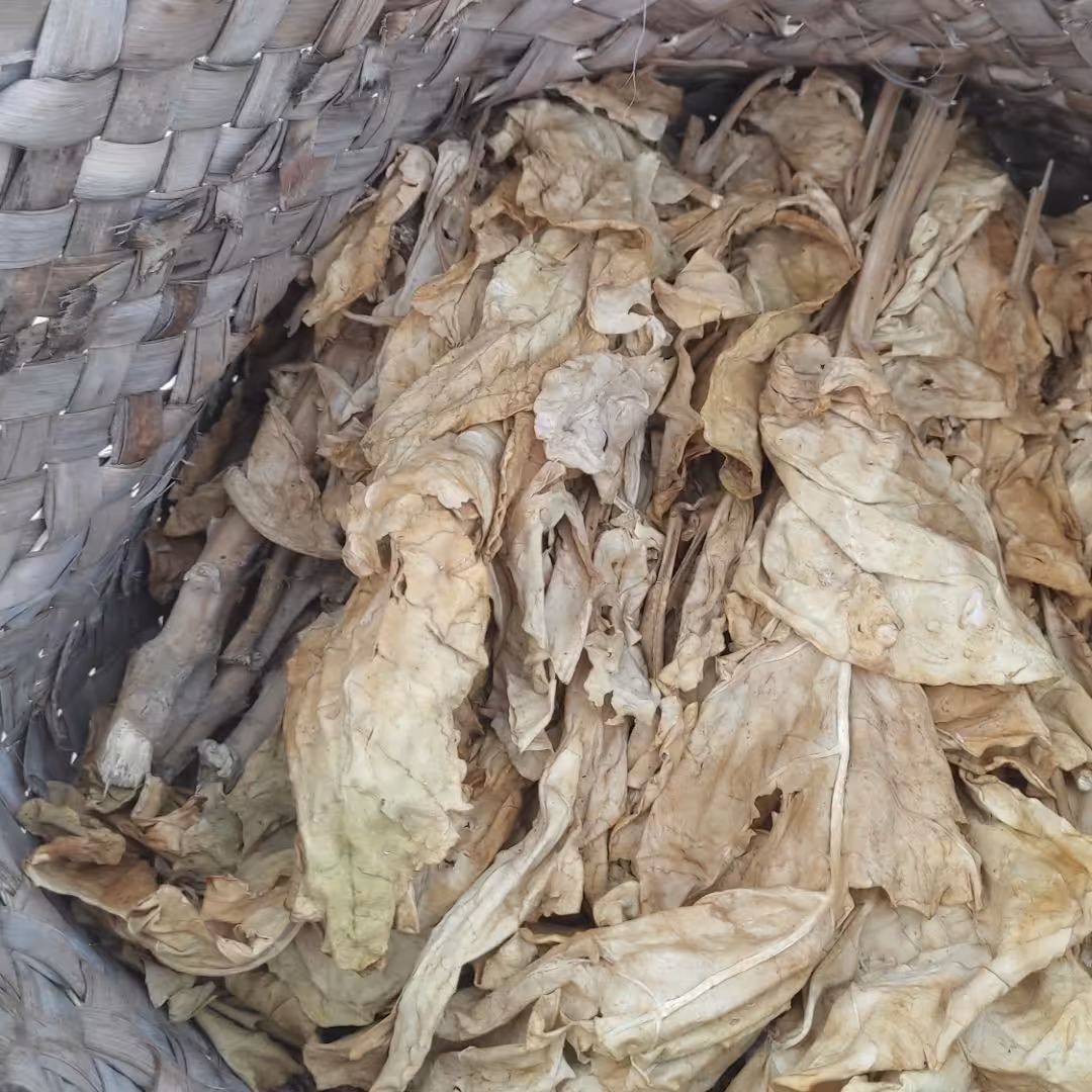 گیاه  محمود احمدی  سه کیلویی 1402