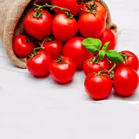 بذر گوجه گیلاسی چادویک 10عددی