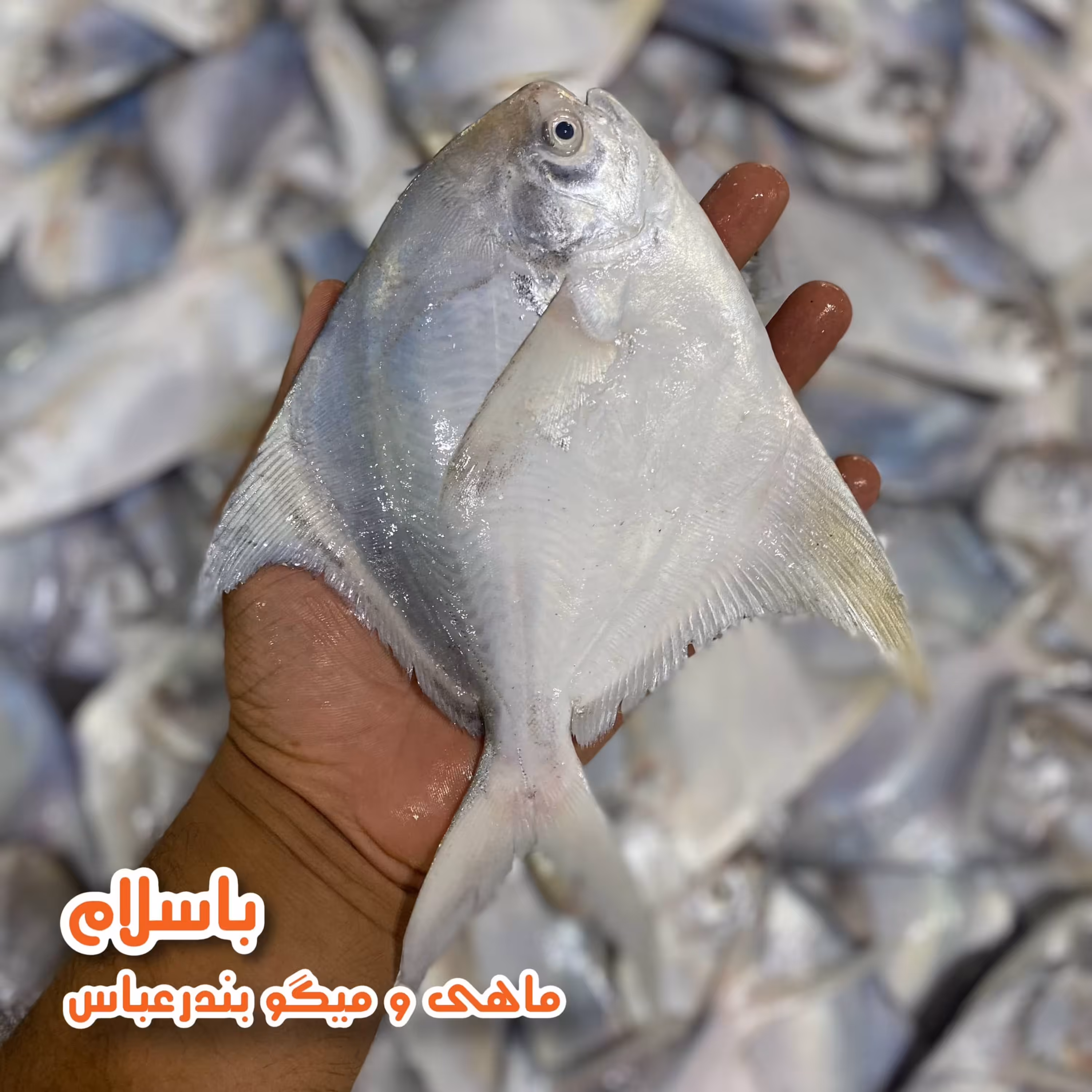 حلوا سفید صادراتی سایز بزرگ(400-700گرمی) تازه(1 کیلوگرم )