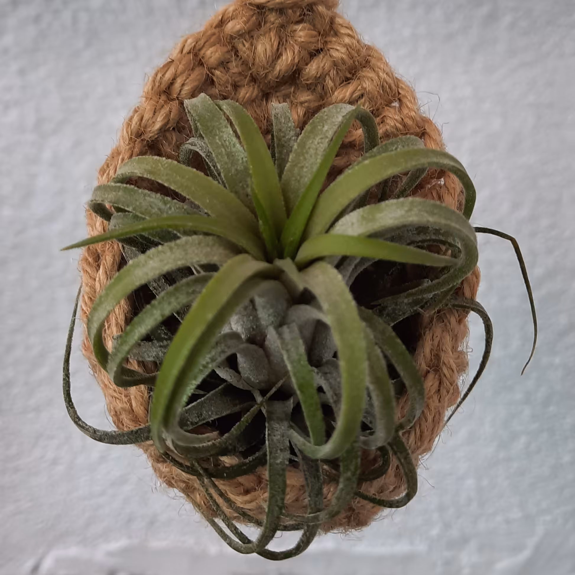 آویز   گلدان قلاب بافی   کنفی ( مخصوص گلهای هوازی )