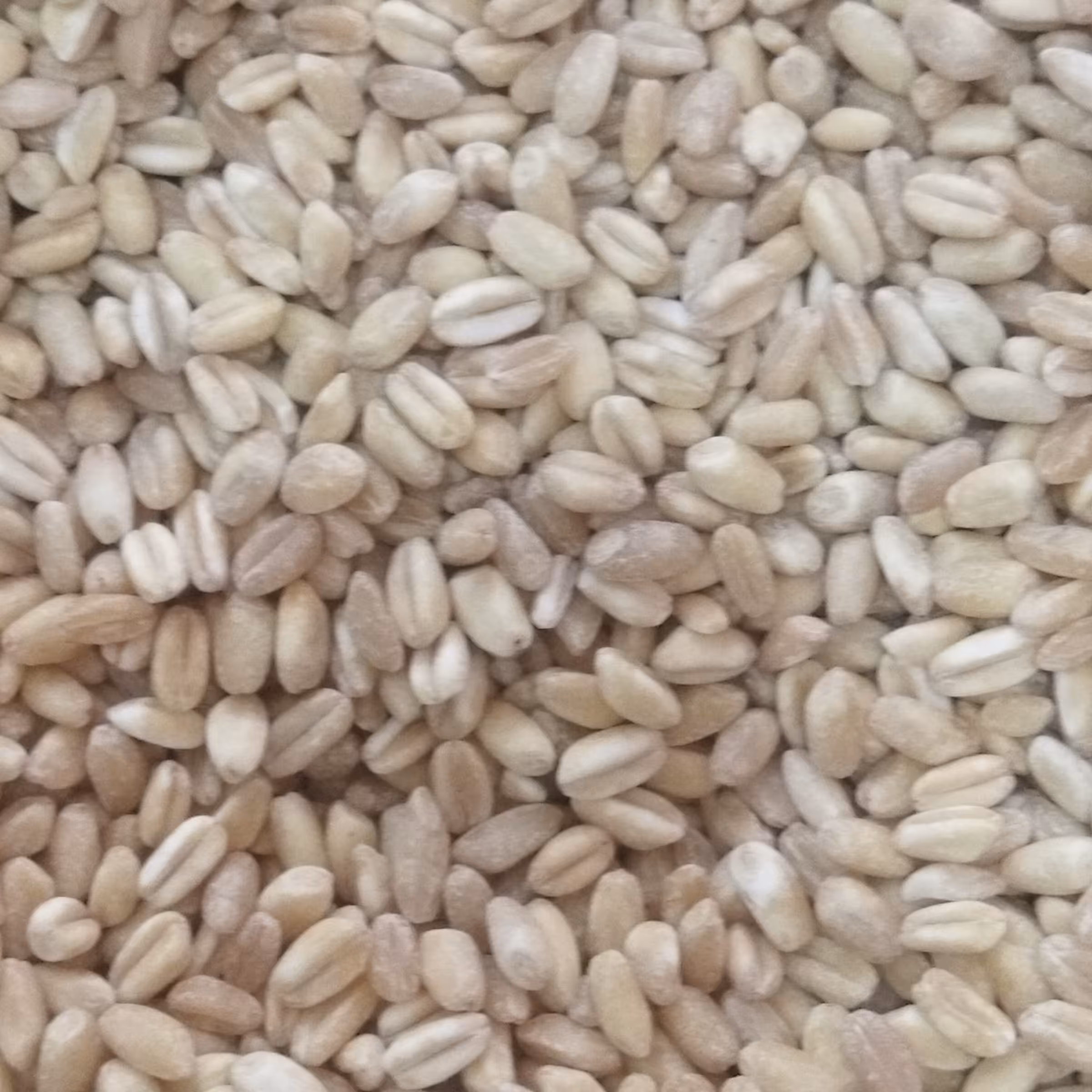 جو پوست کنده 900گرم