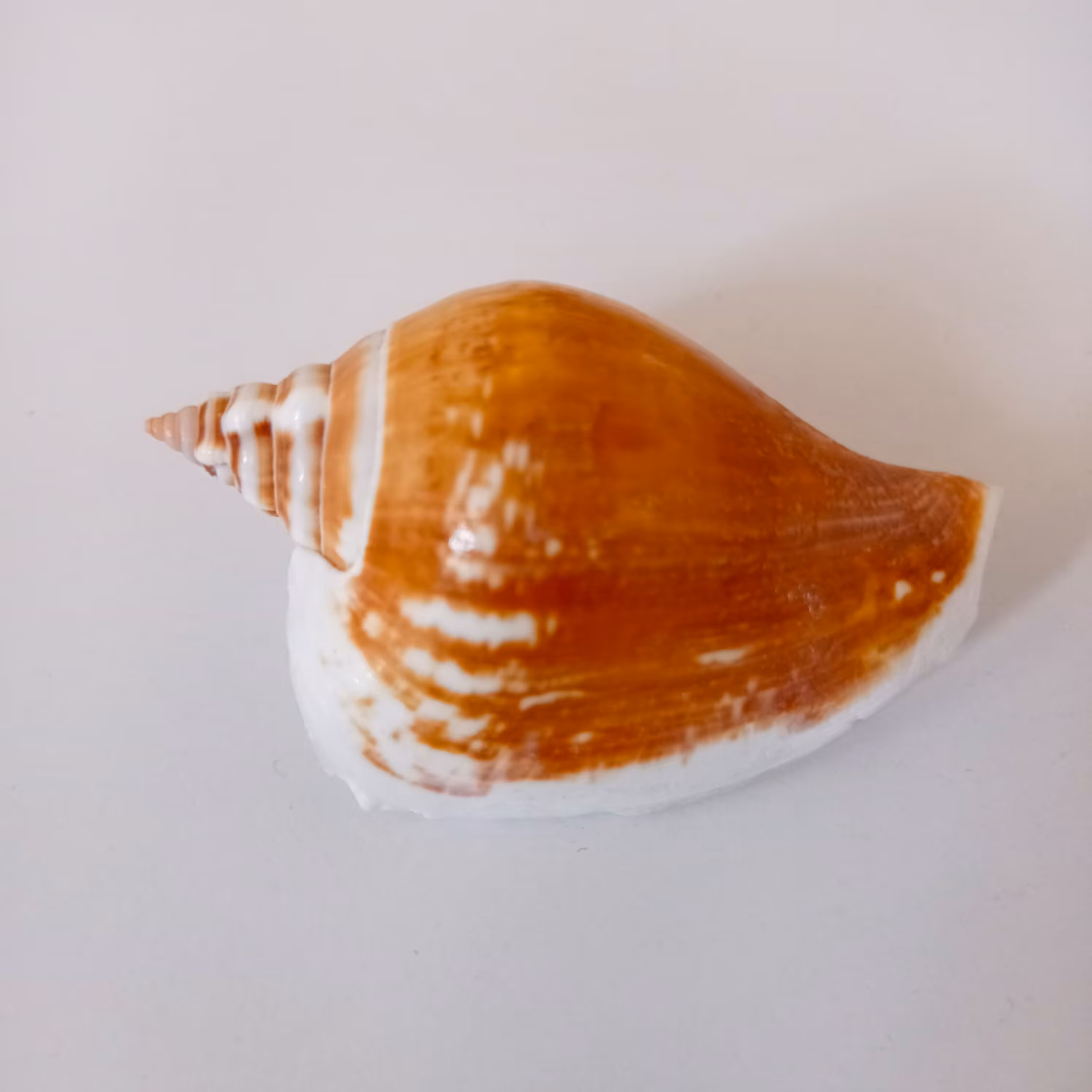 صدف تنه ای کلکسیونی وارداتی با رنگ طبیعی