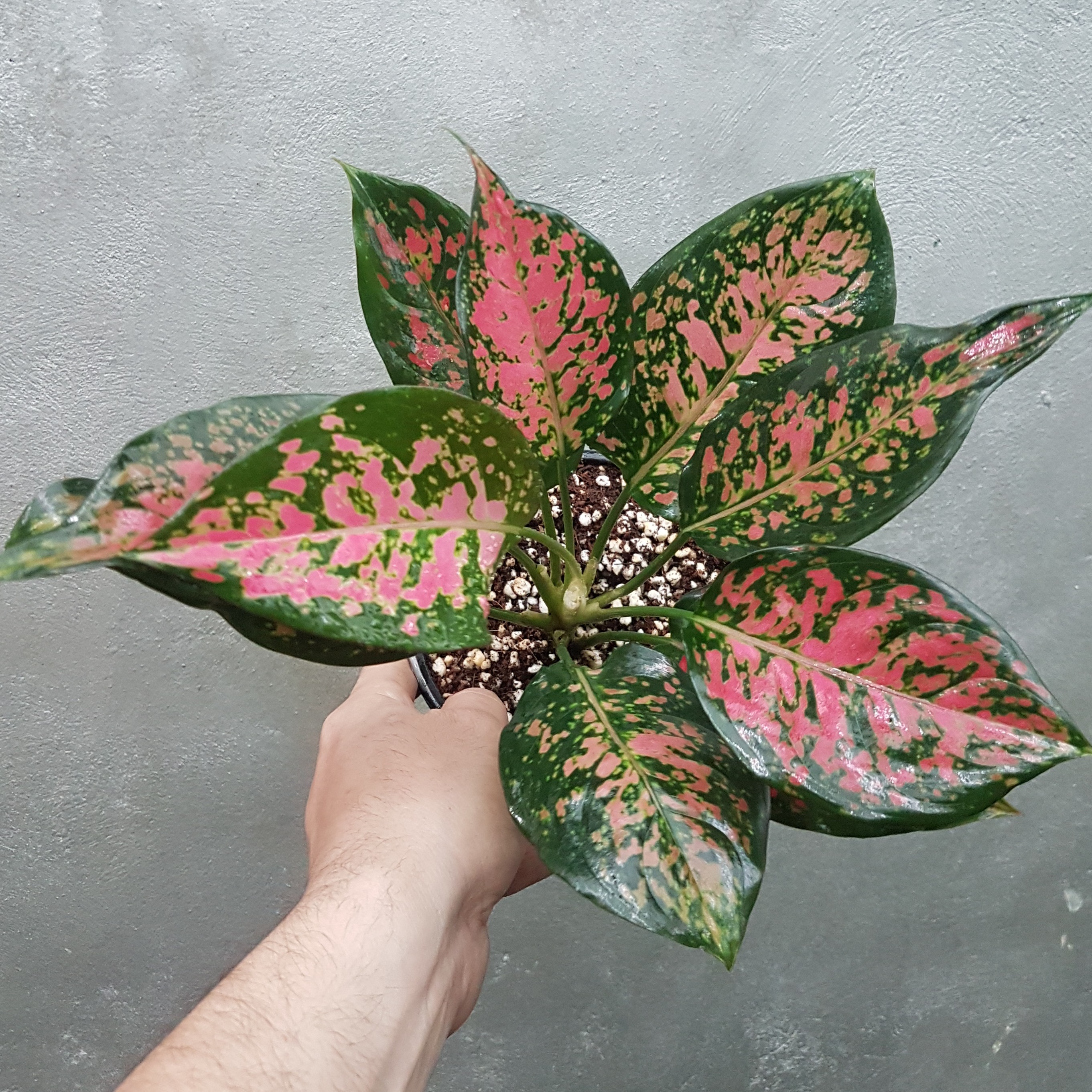 اگلونما هپینس معروف به اگلونما خال قرمز