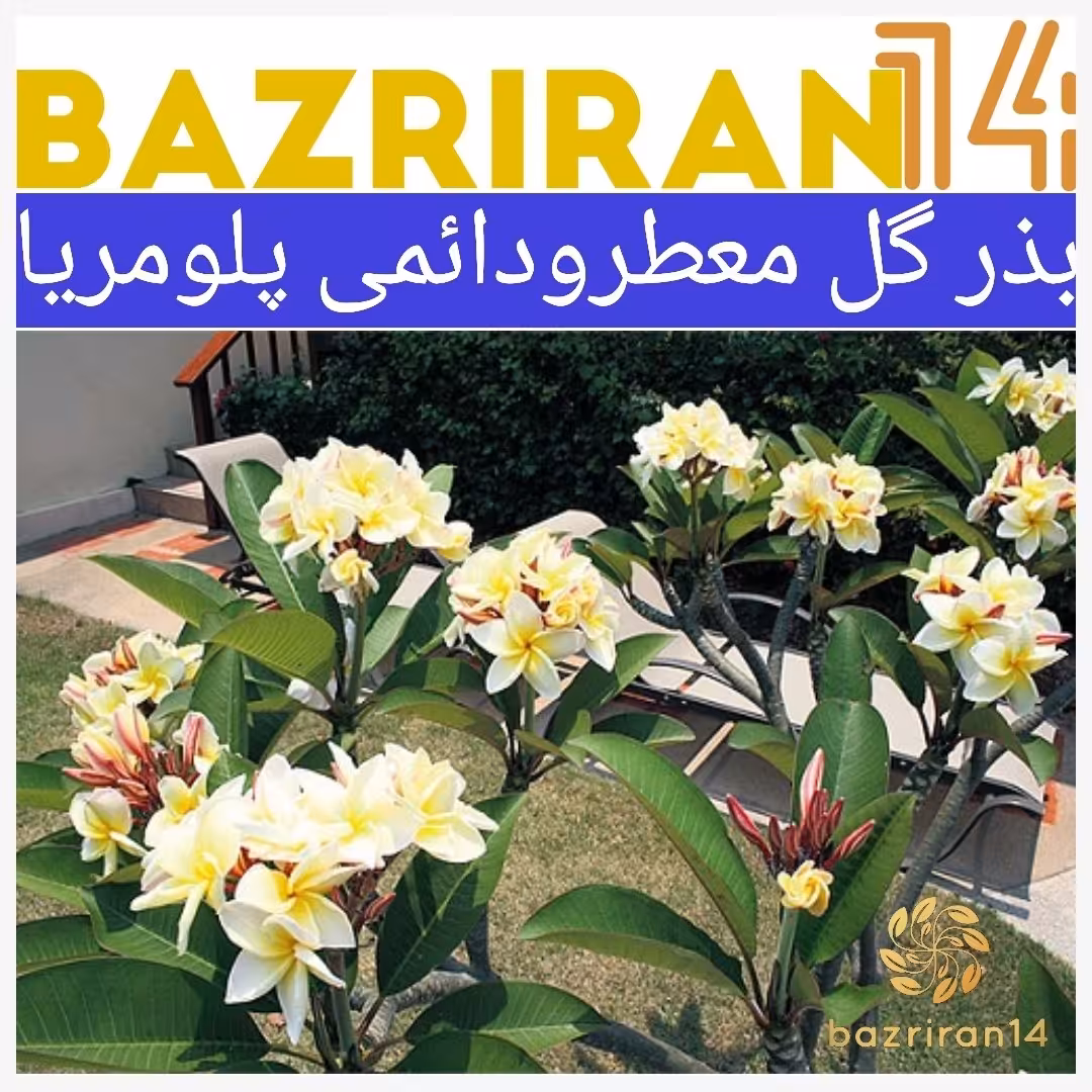 بذر پلومریا معطر و بسیار زیبا و یک گیاه دائمی تست شده