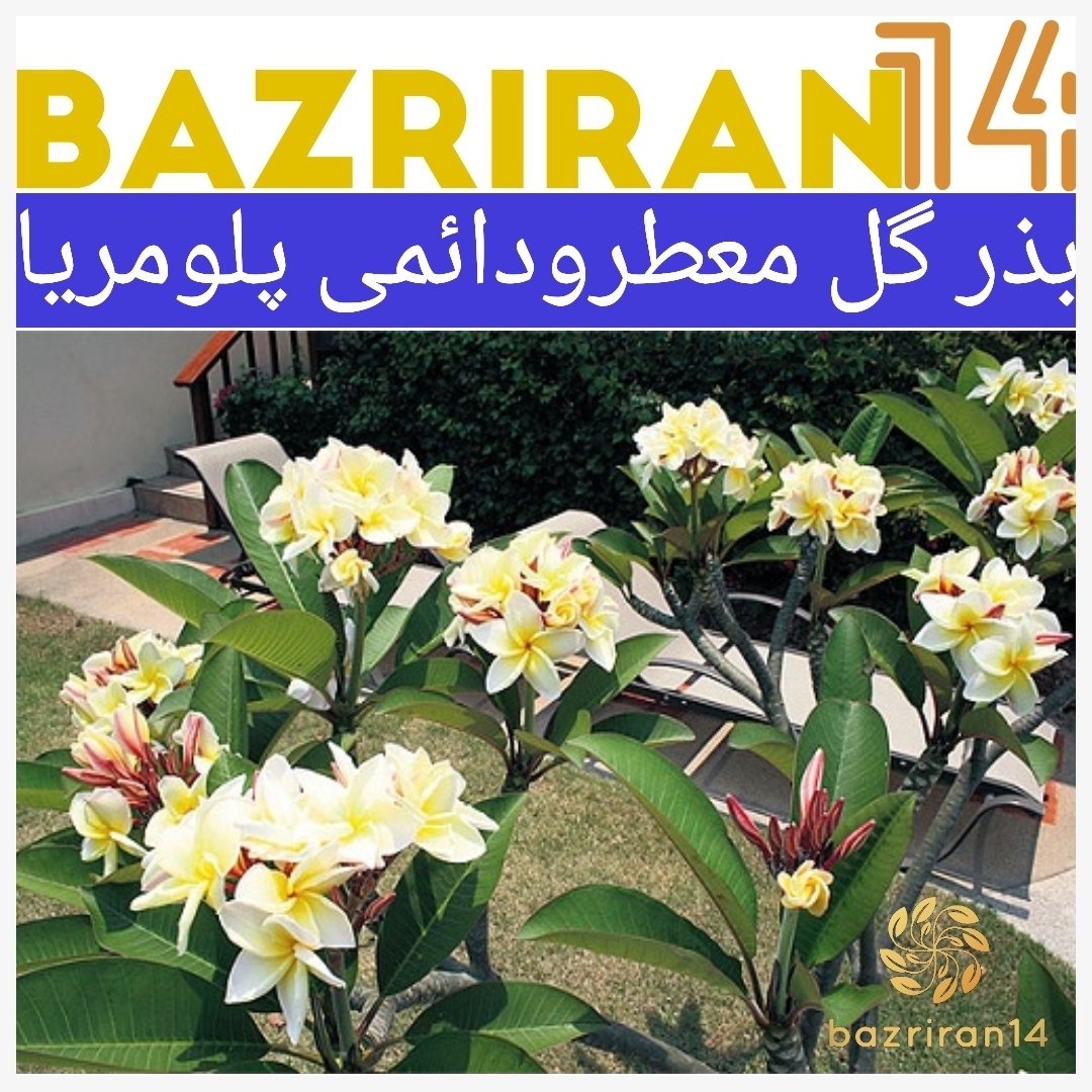 بذر پلومریا معطر و بسیار زیبا و یک گیاه دائمی تست شده