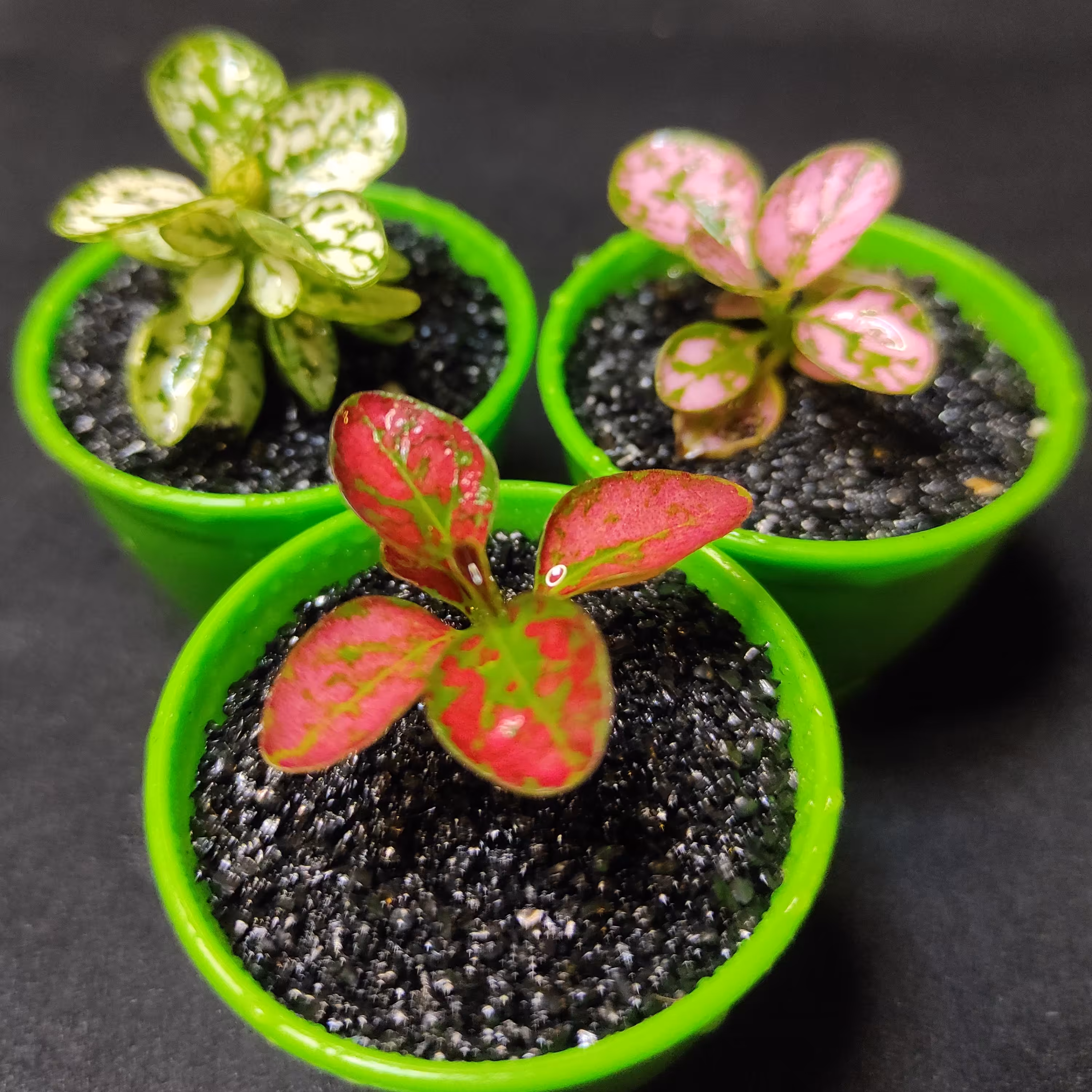 گل سنگ سفید صورتی قرمز پک 3 عددی در گلدان بند انگشتی