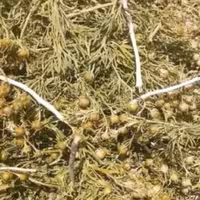 اسپند سال ،(اسفند)خشک 1/500 کیلو گرم  درجه یک 