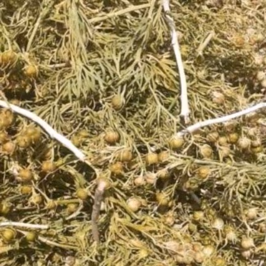 اسپند سال ،(اسفند)خشک 1/500 کیلو گرم  درجه یک 