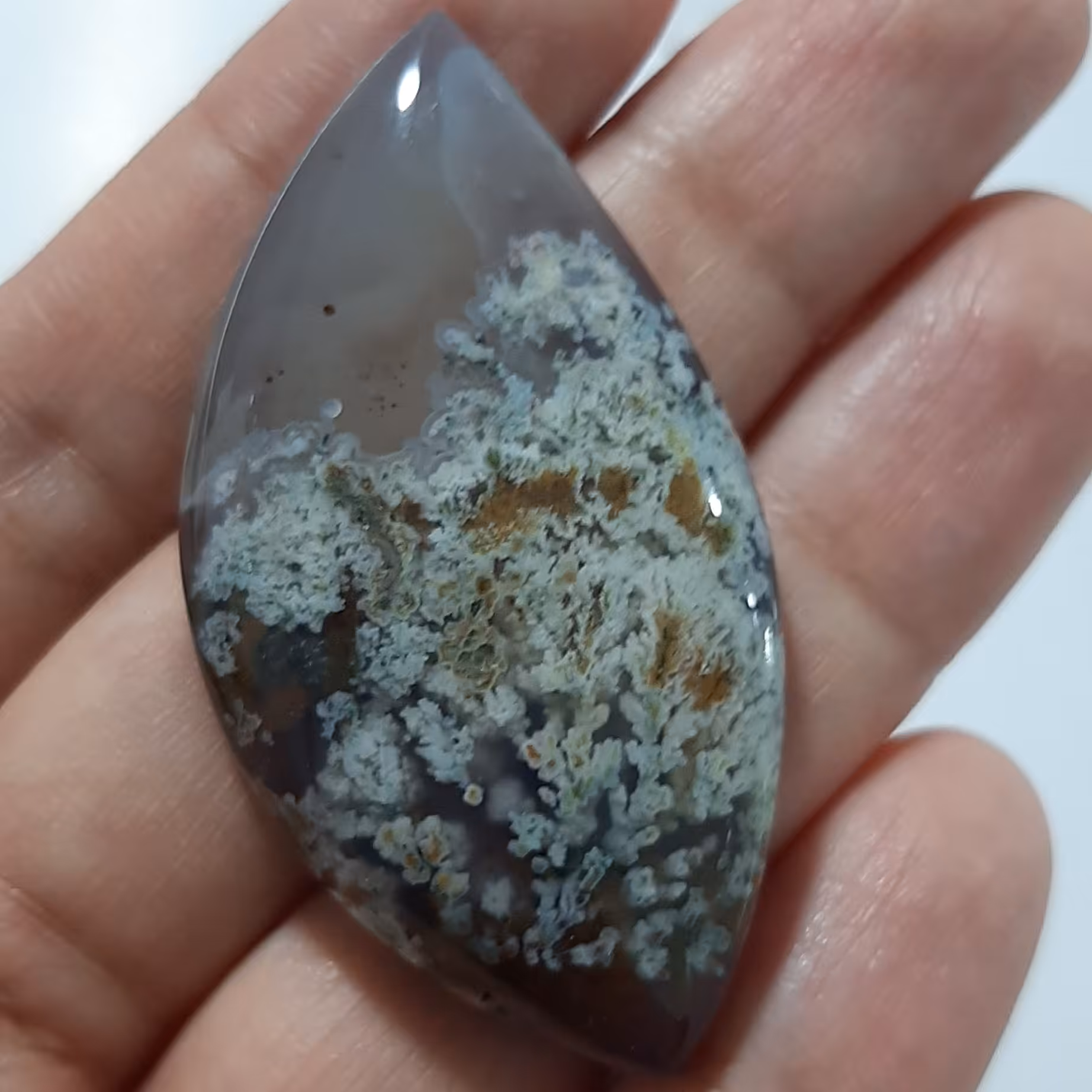 نگین جذاب شجر  28در52