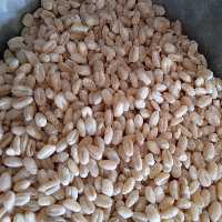 گندم پوست کنده  .محصول مزرعه خودمان .وزن یک کیلویی .