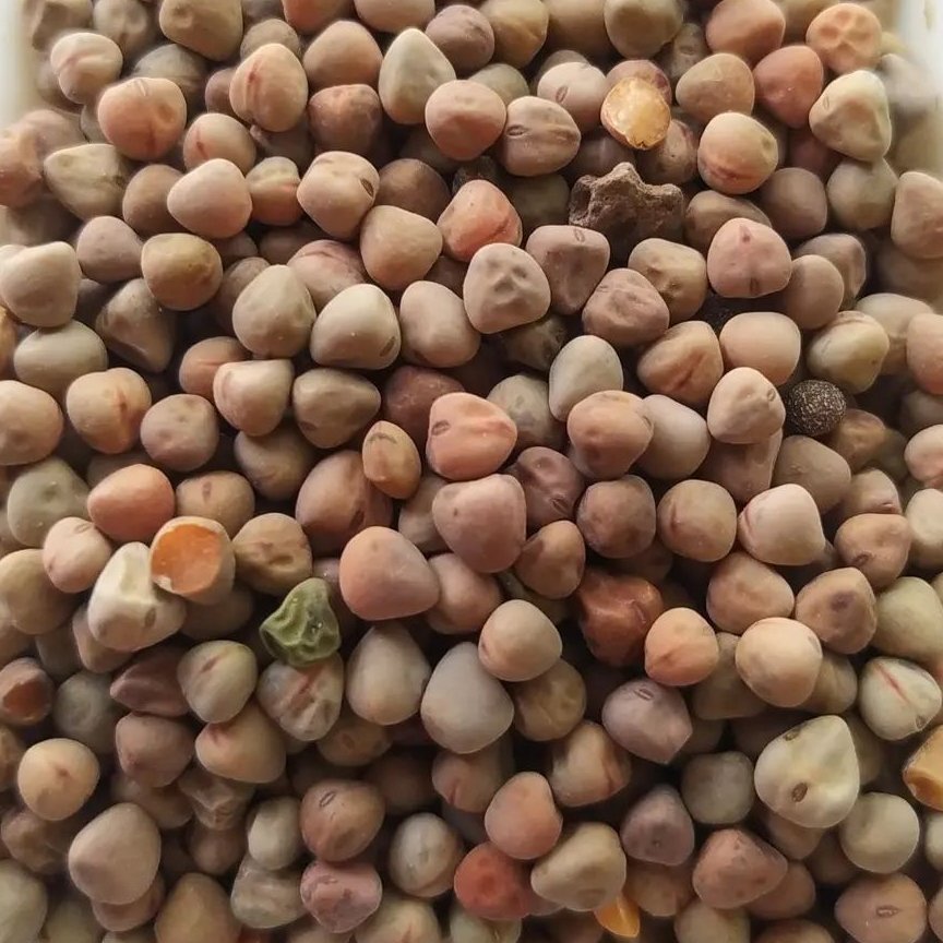 گاودانه گاو دانه یک کیلو گرم