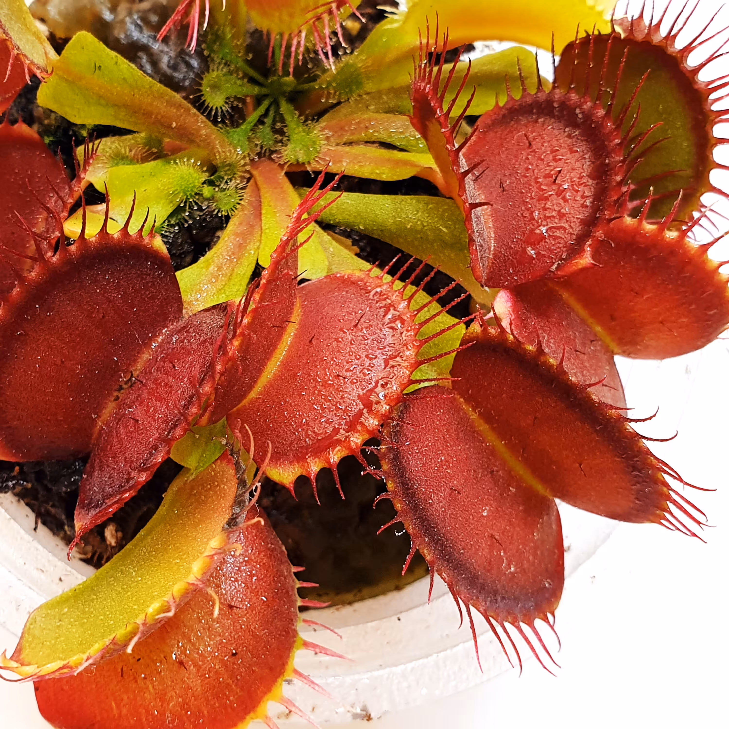 بسته ترکیبی بذر گیاهان گوشتخوار(حشره خوار) 5 نژاد مختلف