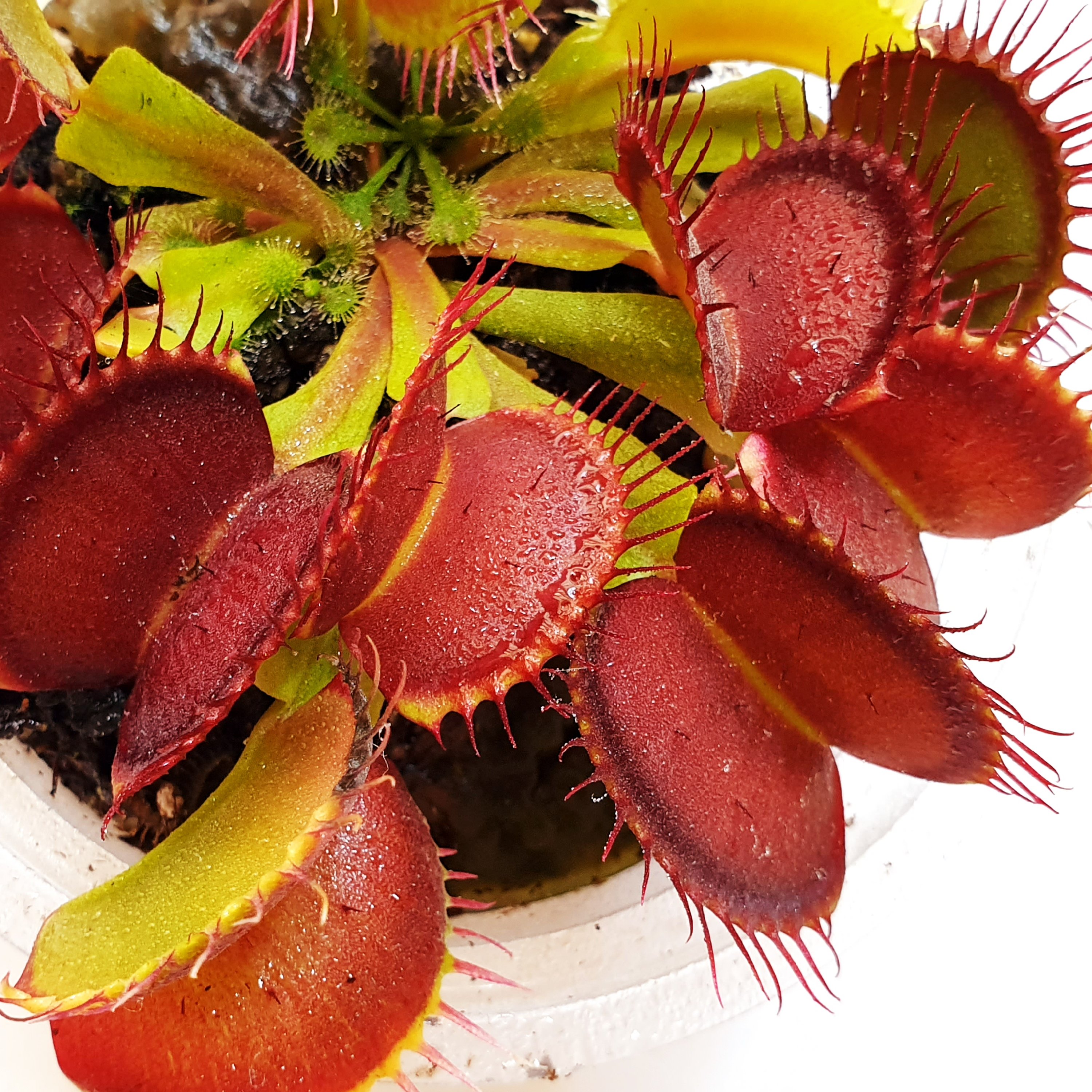بسته ترکیبی بذر گیاهان گوشتخوار(حشره خوار) 5 نژاد مختلف