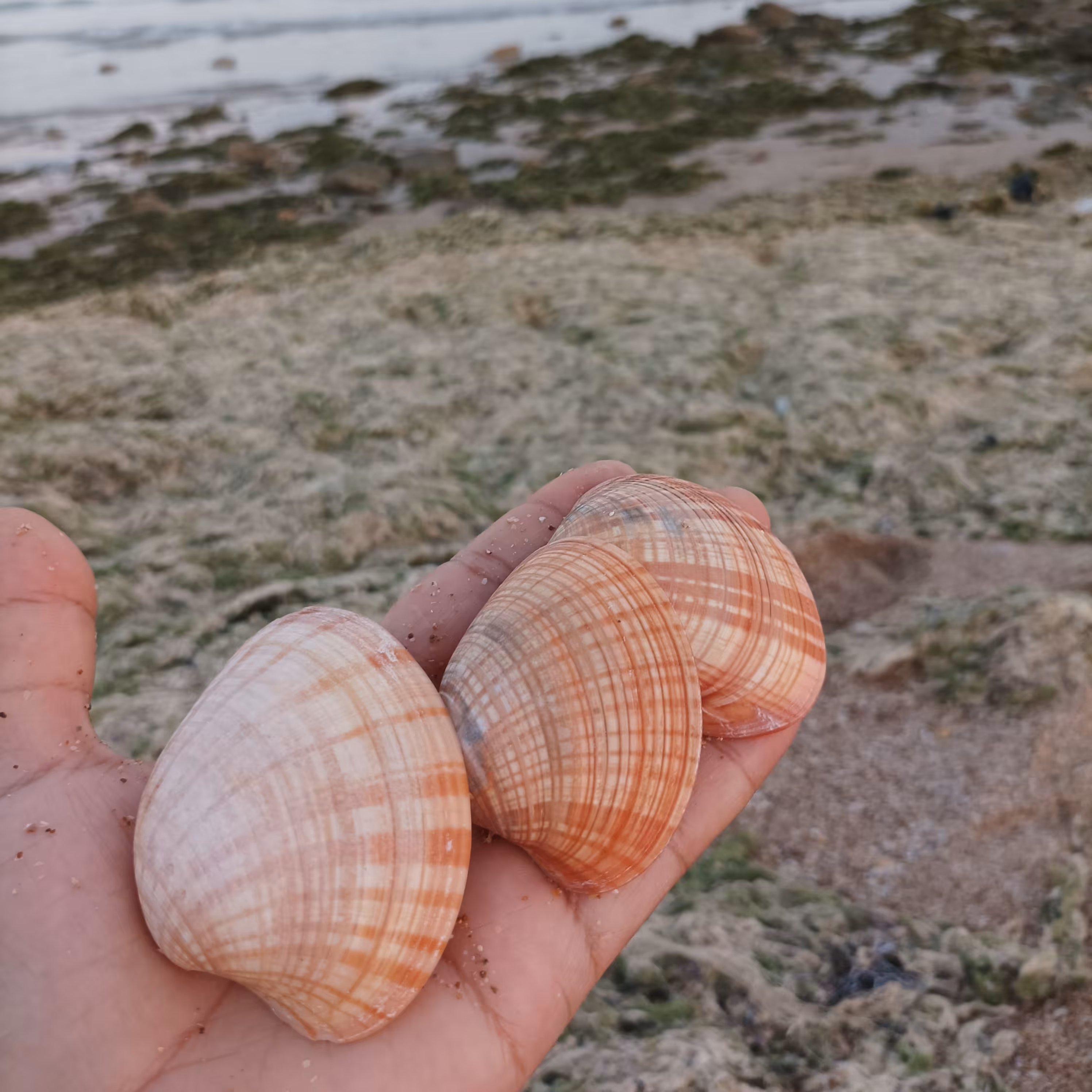 صدف کفه ای سرامیکی یا پر طاووسی مناسب شمعو رزین