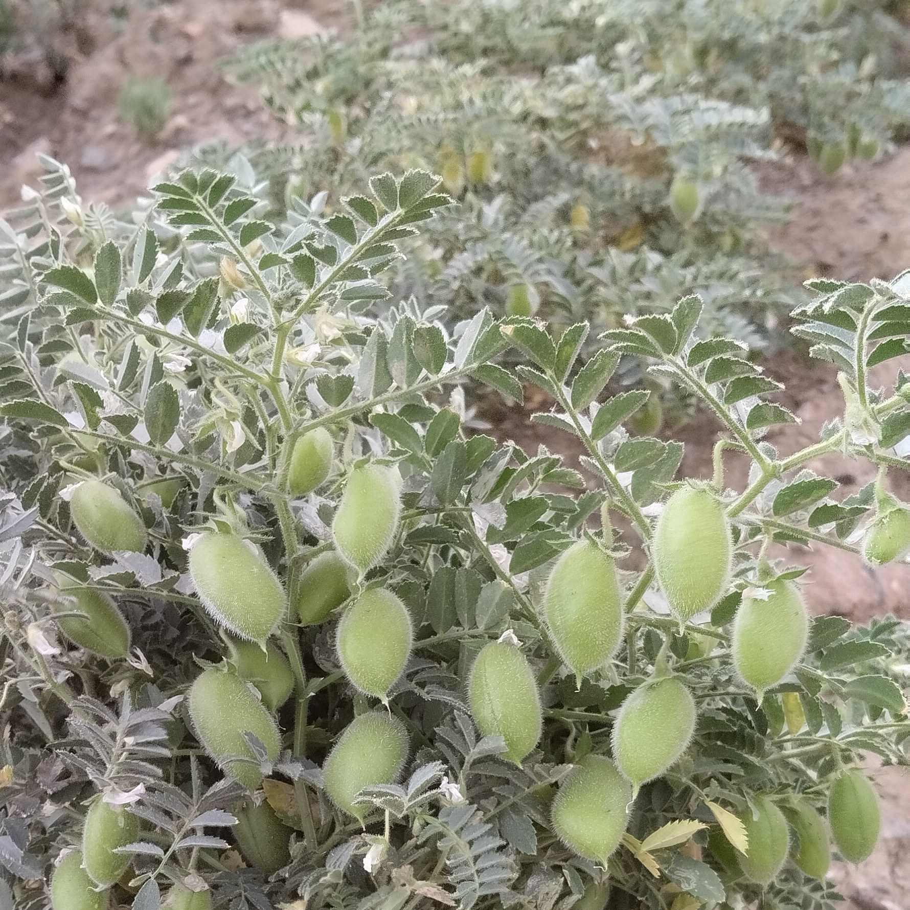 نخود سبز تازه بسیار خوشمزه و خوش خوراک