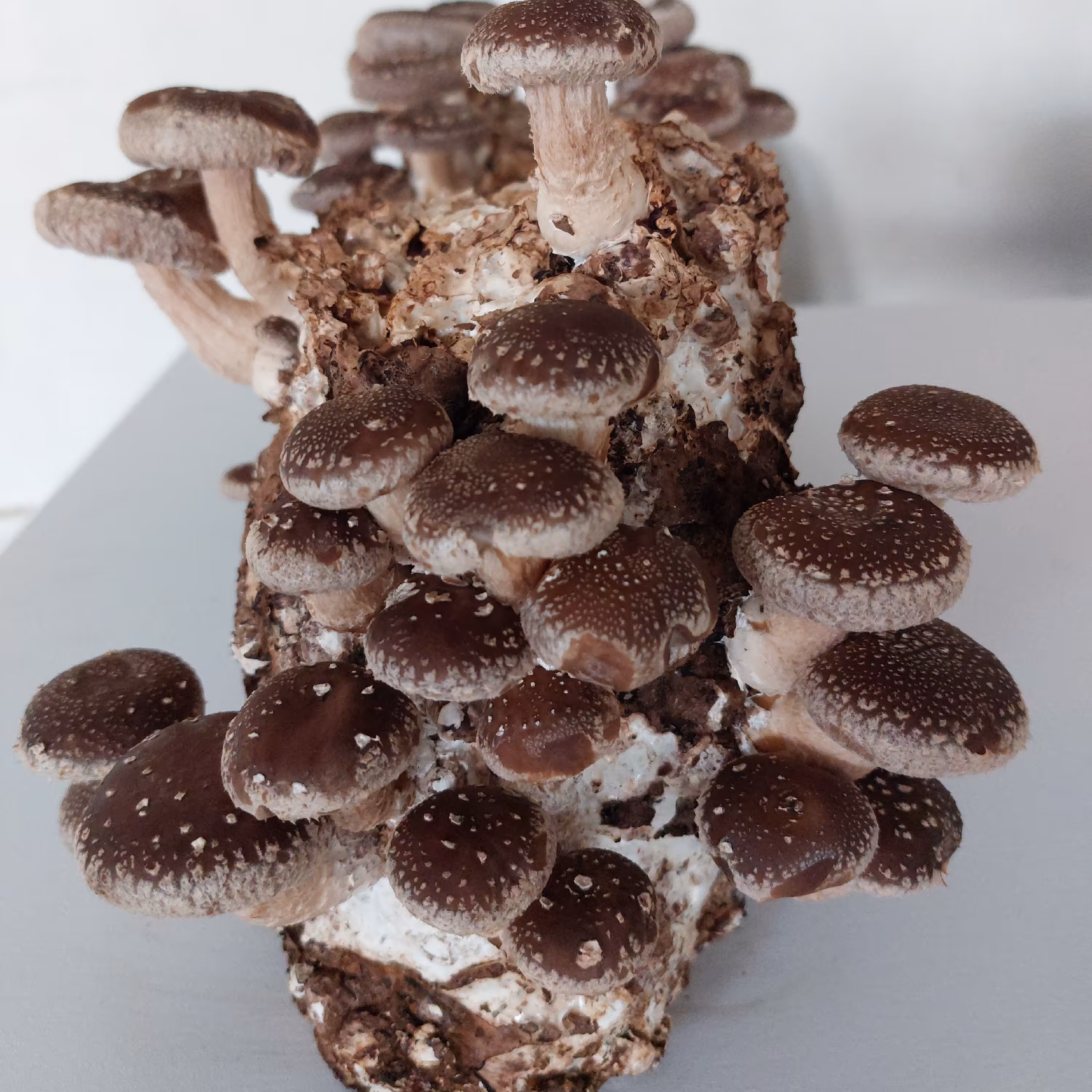 کمپوست قارچ شیتاکه