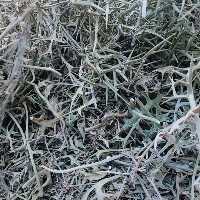 دوراغ تازه محصول امسال درجه یک بسته بندی عالی خوش عطر