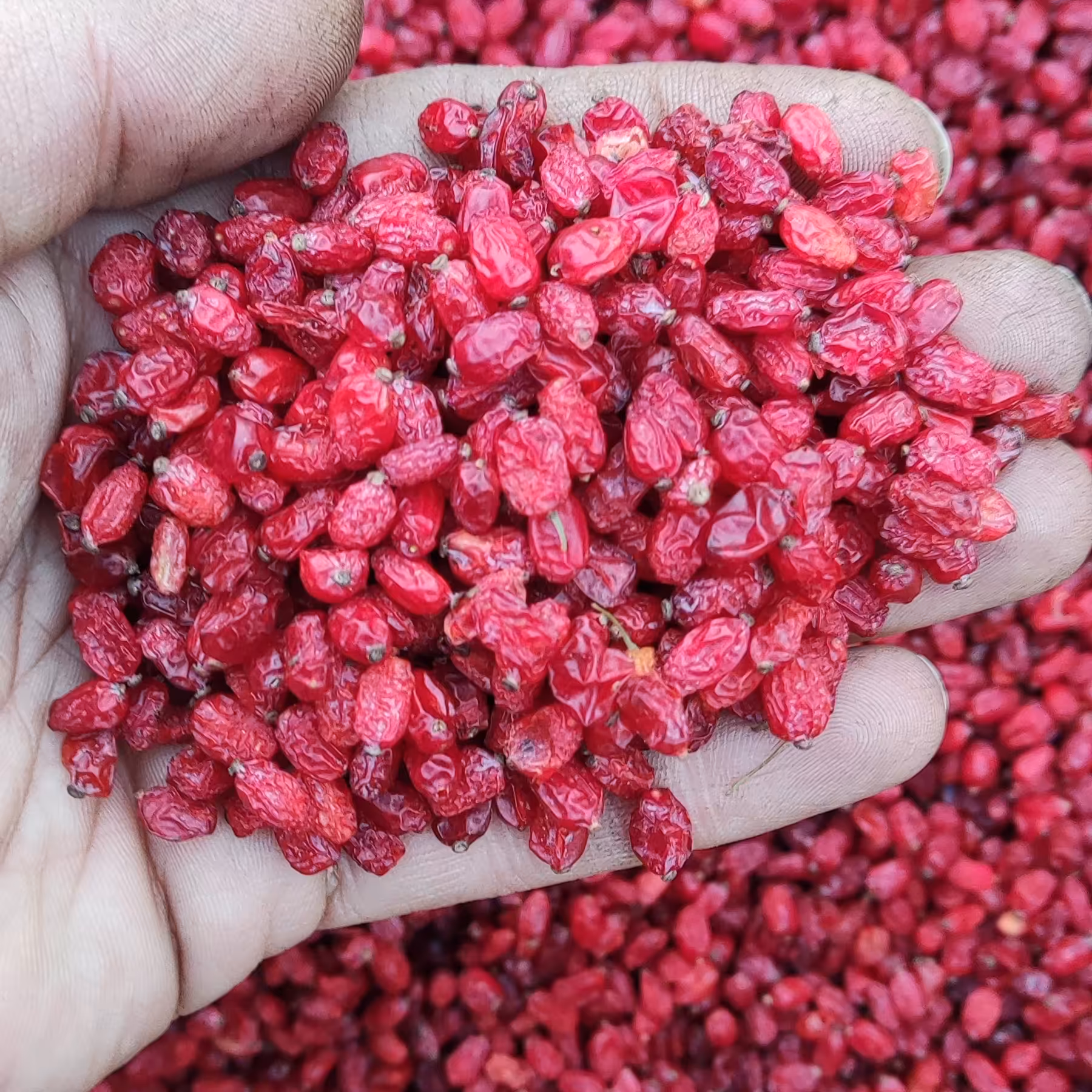 زرشک پفکی درجه یک خوش رنگ و کیفیت عالی در تهران (یک کیلو)