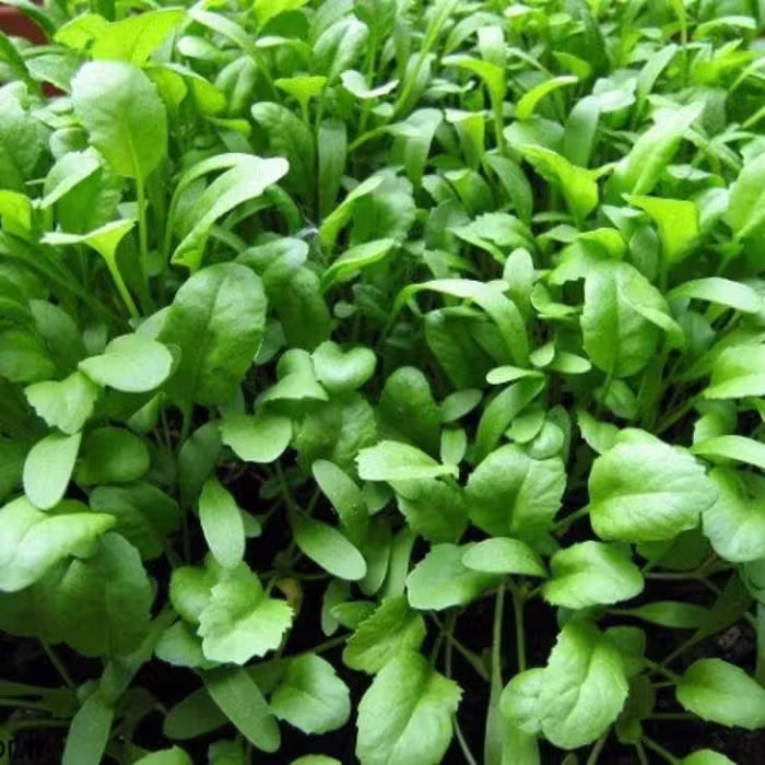 بذر شاهی (بسته 1 کیلوگرمی)