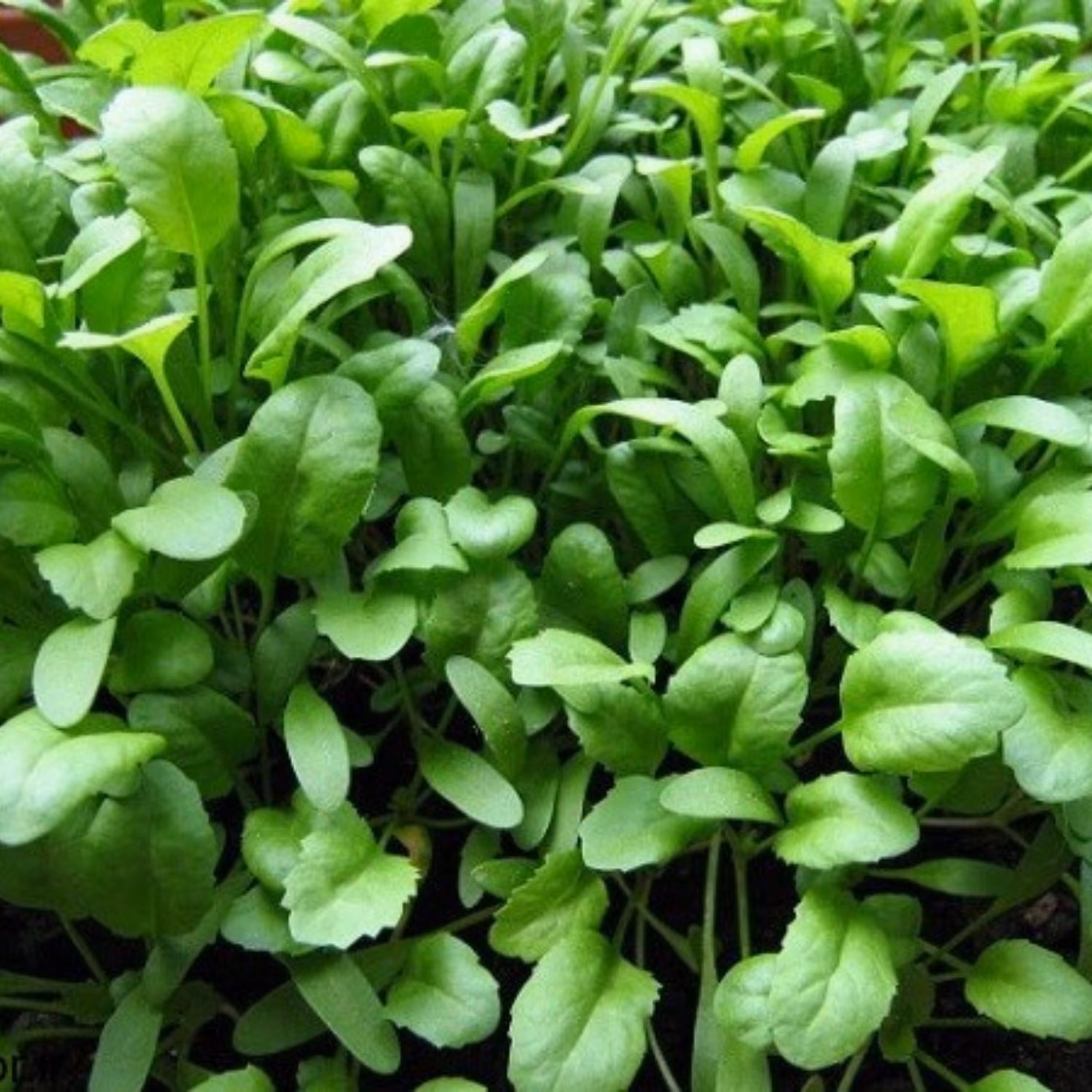 بذر شاهی (بسته 1 کیلوگرمی)