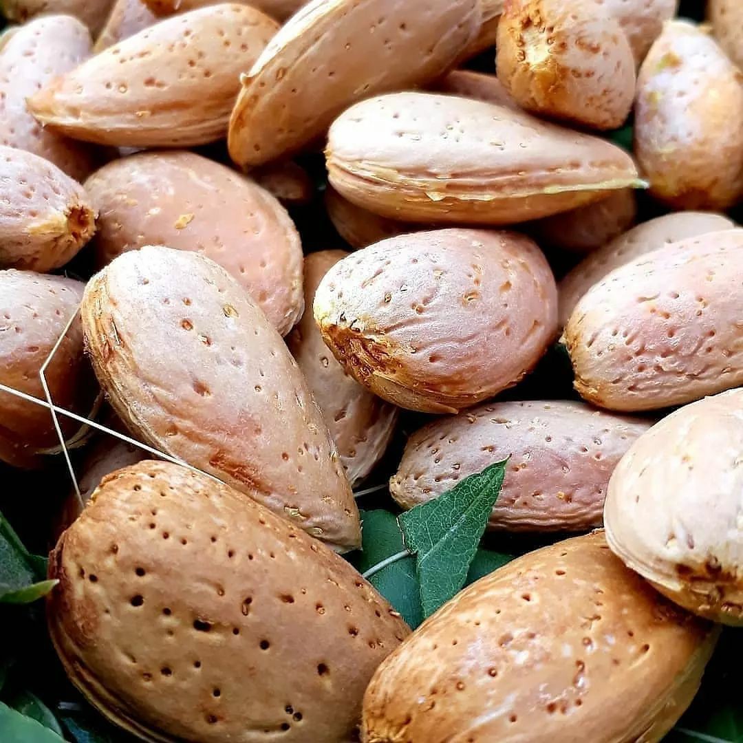بادام سنگی بوانات