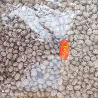 لوبیا چیتی در بسته 900 گرمی