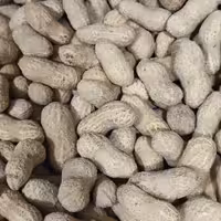 بادام زمینی آستانه با پوست 1 کیلویی