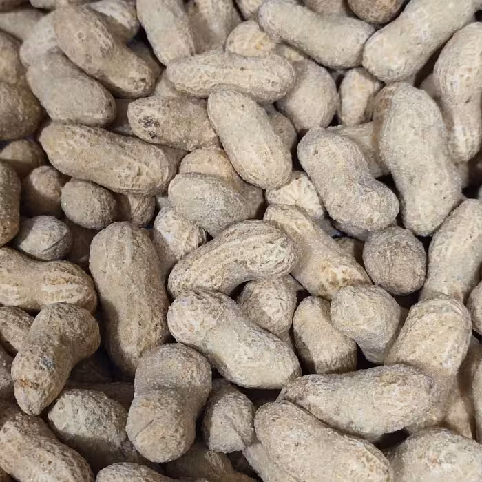 بادام زمینی آستانه با پوست 1 کیلویی